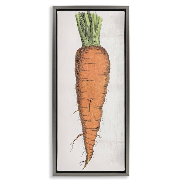 Detailed Carrot Study by Daphne Polselli Gray Floater Frame Food Graphic Art Print 31 in. x 15 in.