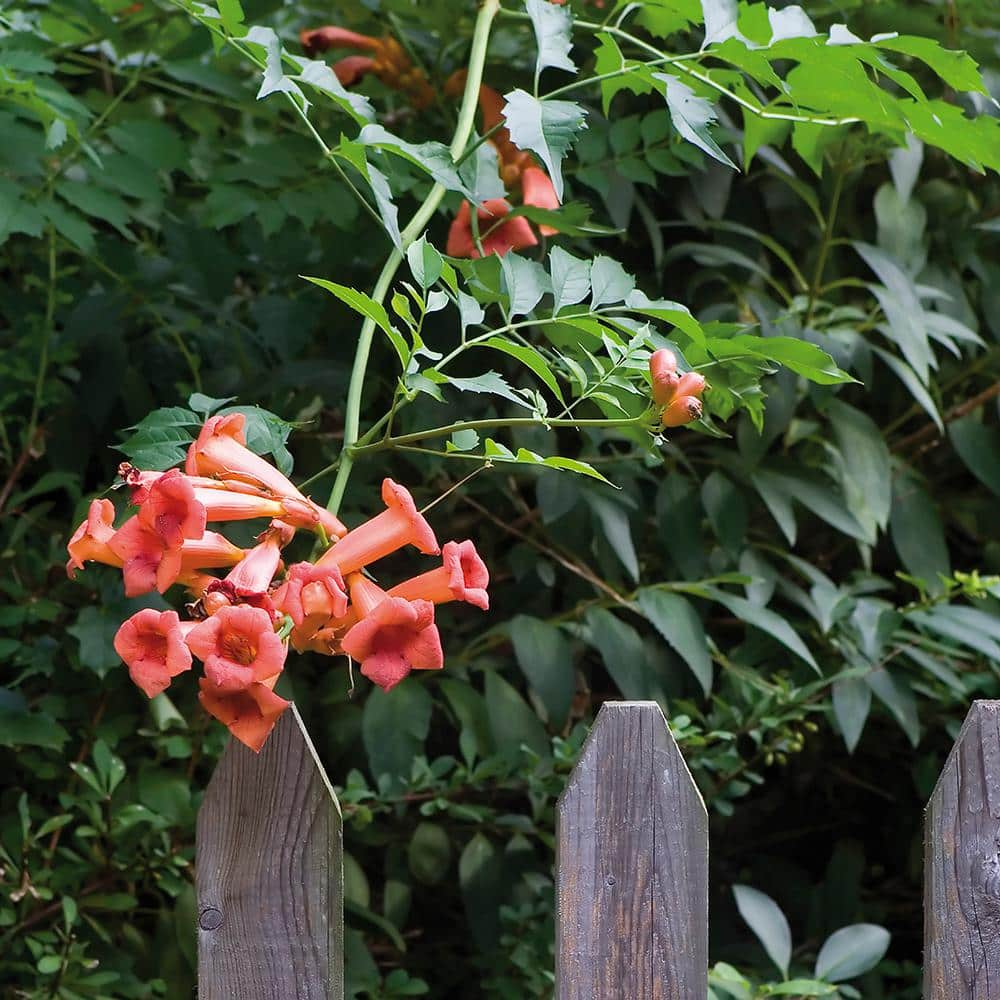 are trumpet vines poisonous to dogs