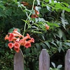 Orange Trumpet Creeper - Burke's Backyard