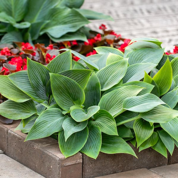 philodendron oxycardium variegata Philodendron Hederaceum Oxycardium Variegata – whiteleafplants main image 1
