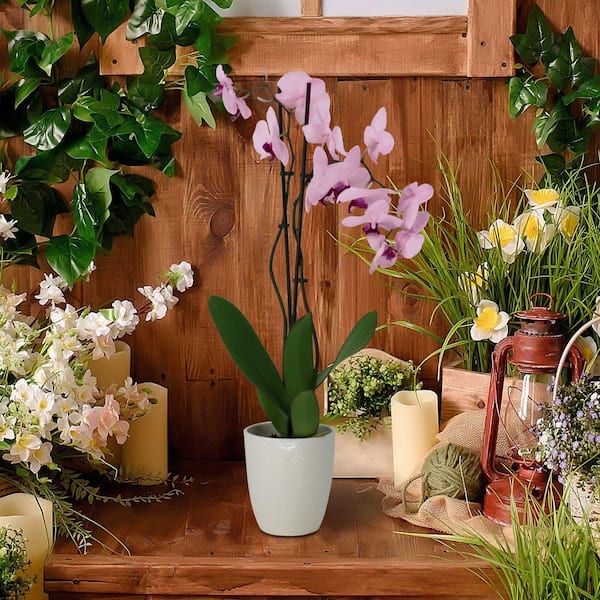 giant money tree Money Tree Plant | Plant Gifts main image 0