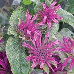 2 QT Monarda Bee Balm 'Pocahontas Deep Purple' Purple Perennial Plant
