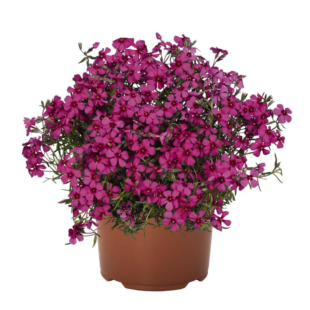 Perennial Phlox subulata Spring Scarlet 2.5 qt. 1357 - The Home Depot