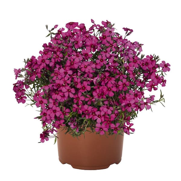 Perennial Phlox subulata Spring Scarlet 2.5 qt. (2-Pack) 1358 - The ...