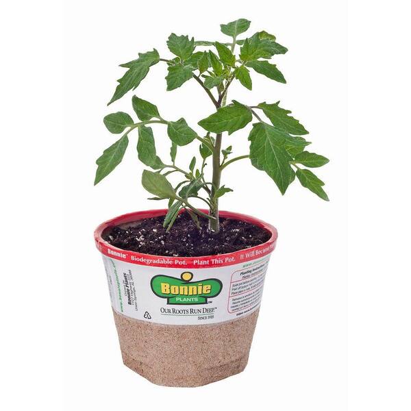 Bonnie Plants 4 in. Black Krim Tomato