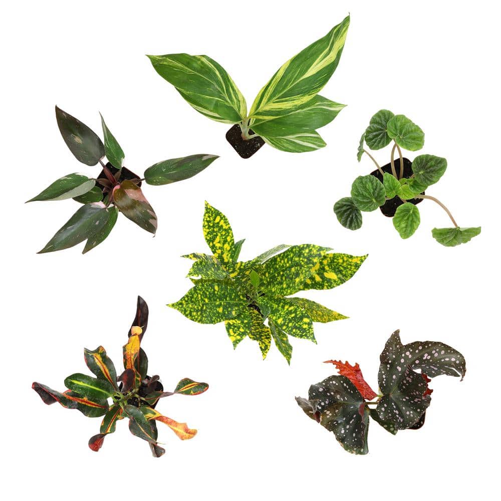 Premium Indoor Foliage Plants Variety Pack in Black Plastic Pots