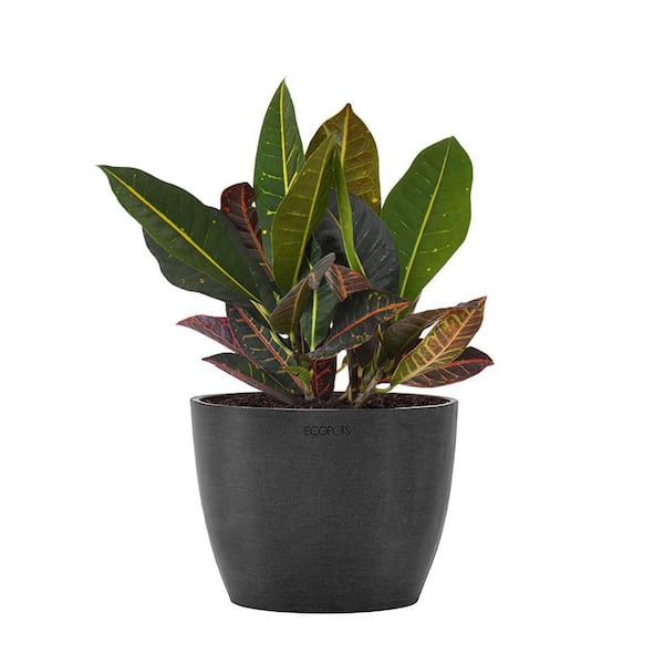 United Nursery Croton Petra Live Codiaeum Variegatum in 6 inch Premium Sustainable Ecopots Dark Grey Pot with Removeable Drainage Plug