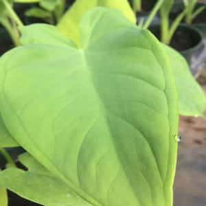 Givhandys 4 in. Potted Lemon Lime Taro Bog/Marginal Aquatic Pond Plant