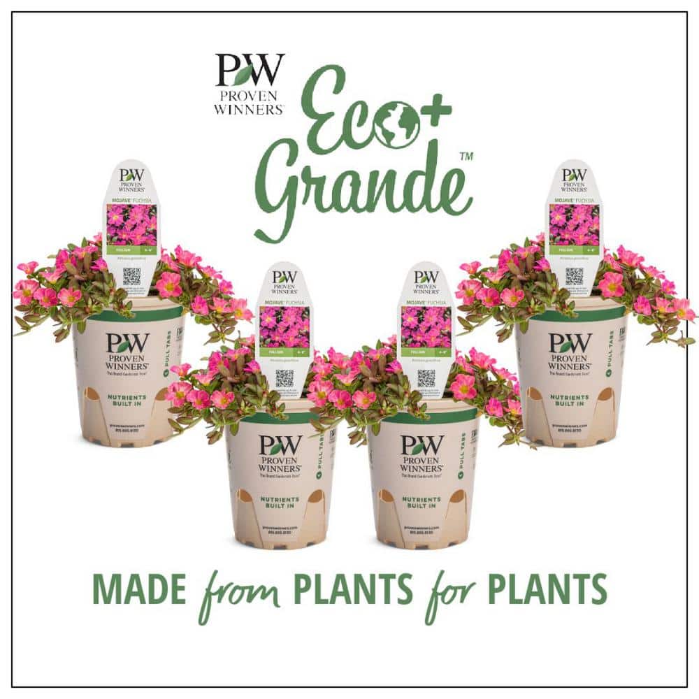 フラワーホーン Supertunia® Hoopla Vivid Orchid™® - Petunia Images | Proven Winners