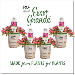 4.25 in. Eco+Grande Mojave Fuchsia Moss Rose (Portulaca) Live Plant, Fuchsia Flowers (4-Pack)