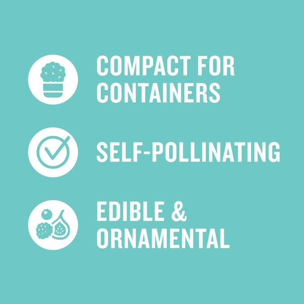 1 Gal. Bushel and Berry Peach Sorbet Blueberry Live Plant