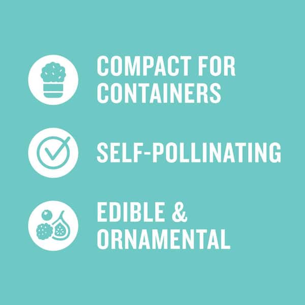 2 Gal. Bushel and Berry Peach Sorbet Blueberry Live Plant with Tropical Flavored Berries