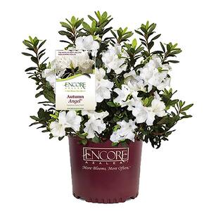 1 Gal. Autumn Angel Shrub with White Flowers