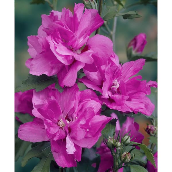 national PLANT NETWORK 2 Gal. Hibiscus Tahiti Tree with Pink Blooms (1-Plant)