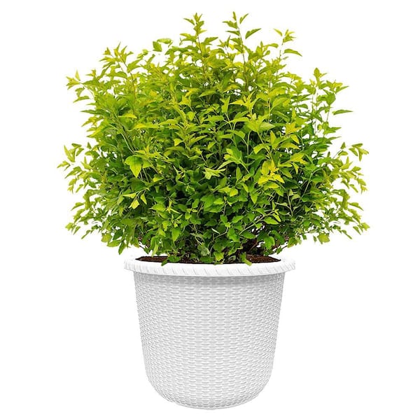 FIRST EDITIONS 2 Gal. Lucky Devil Ninebark Shrub with Bright