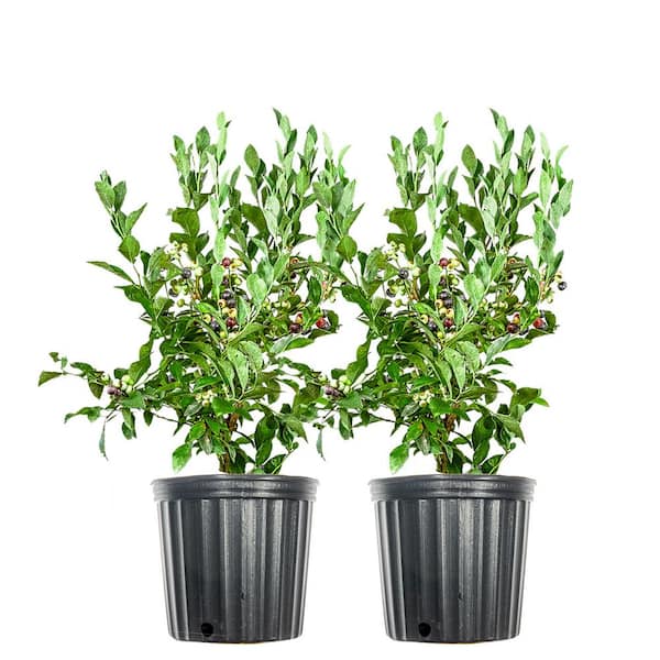 3 Gal. Tifblue Blueberry Fruit Shrub (2-Pack)