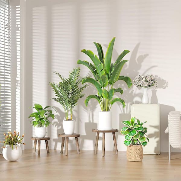 spotted house plant Hippo® White Polka Dot Plant  Green Acres Nursery & Supply