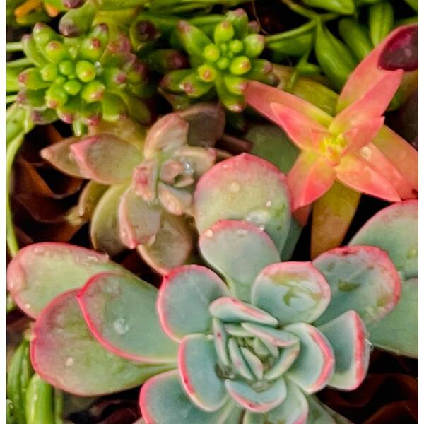 11 in. x 7 in. Large Wicker Soilless Succulent Plant Flower
