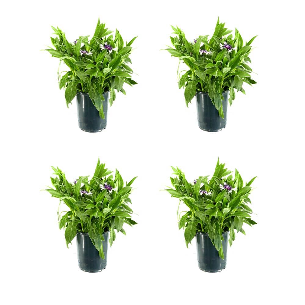 Perennial Centaurea Amethyst Snow 2.5 qt. (4-Pack)