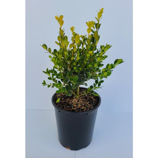 Cottage Gardens - 1 Gal. Boxwood Koreana Shrub