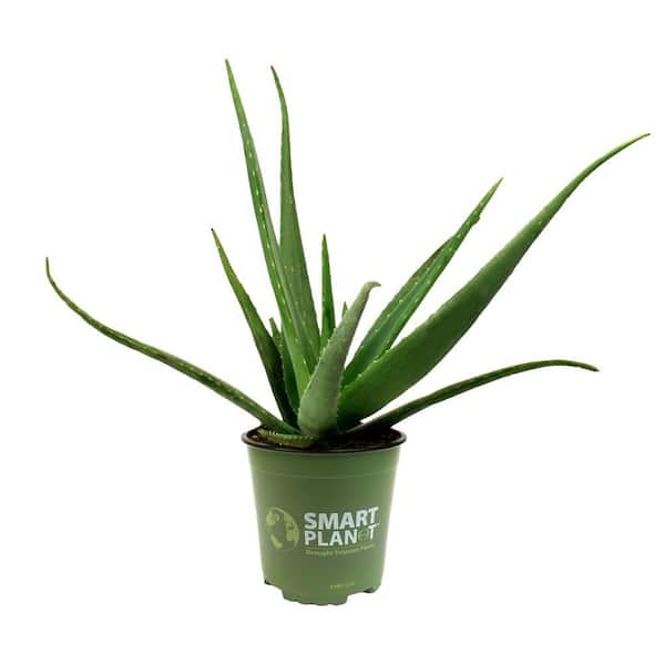 SMART PLANET 1G Single Aloe Vera in Nursery Pot