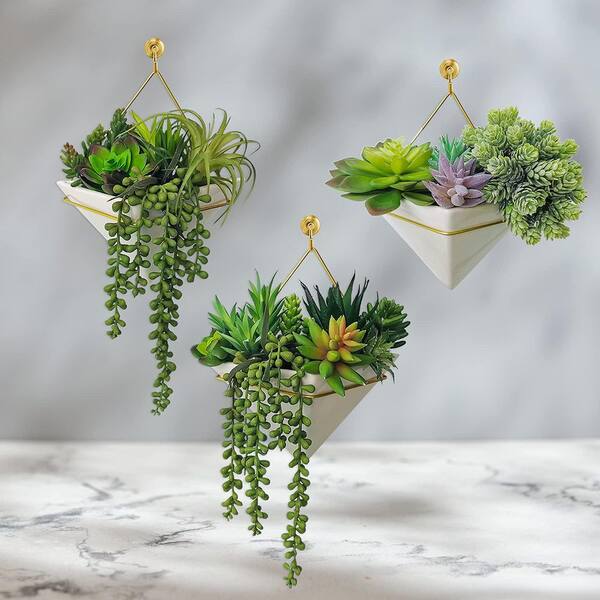 zz plant for sale ZZ Plant  Baxter Flowers and Gifts