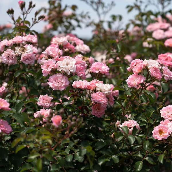 Drift 2 Gal. Blushing Rose Plant with Soft Pink Flowers 17232