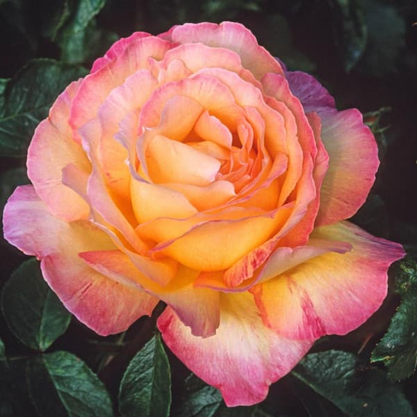 Enchanted Peace™ Hybrid Tea Rose