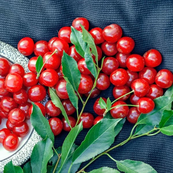 Wowza Dwarf Bush Cherry (Prunus) Live Bareroot Fruiting Tree (1-Pack)