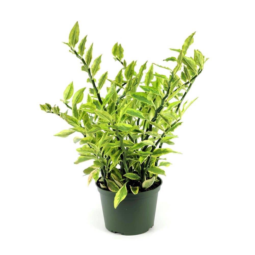 6 in. Pedilanthus Tith Variegated Plant in Grower Container price history on PriceWatchPro