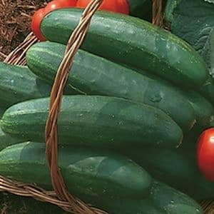 4 In. Bush Champion Cucumber Vegetable Plant (6-Pack)