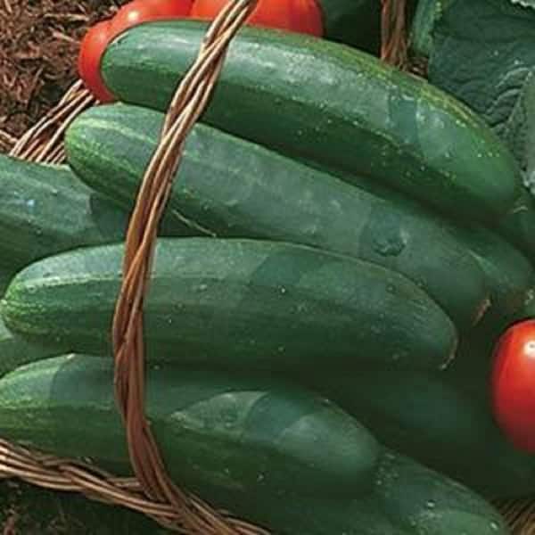 Burpee 4 In. Bush Champion Cucumber Vegetable Plant (6-Pack)