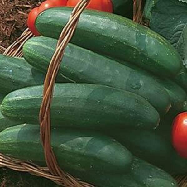 Pennington 4 In Bush Champion Cucumber Plant 6 Pack Pvcuc4bch4pk The Home Depot