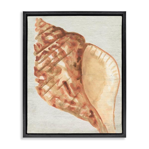 Stupell Industries Tan Conch Shell by June Erica Vess Black Floater Frame Coastal Graphic Art Print 31 in. x 25 in.