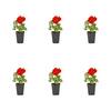 METROLINA GREENHOUSES 1 Pt. Geranium Red Annual Plant (6-Pack) 4546
