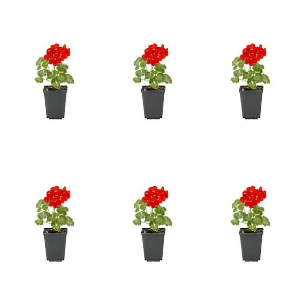 METROLINA GREENHOUSES 1 Pt. Geranium Red Annual Plant (6-Pack)
