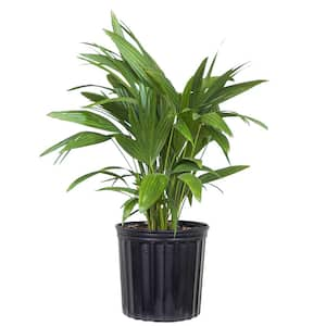 Live Chinese Fan Palm Livistona chinensis in 9.25 in. Grower Pot