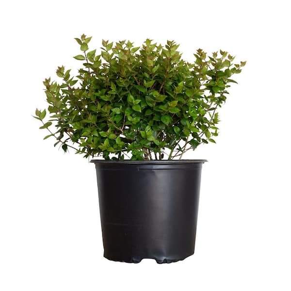 FLOWERWOOD 2.5 Gal - Rose Creek Abelia With Petite White Blooms, Live Semi-Evergreen Shrub Plant