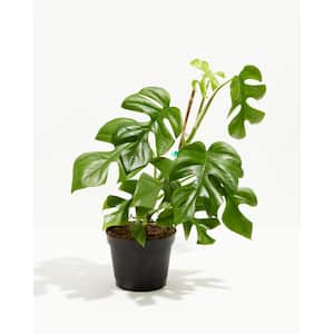 4 in. Philodendron Ginny (Rhaphidophora tetrasperma 'Ginny') Plant in Grower Pot