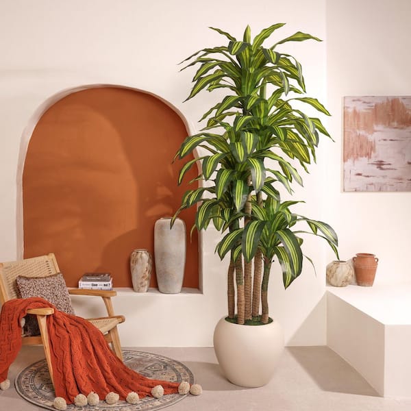 hawaiian sunshine dracaena Dracaena Hawaiian Sunshine