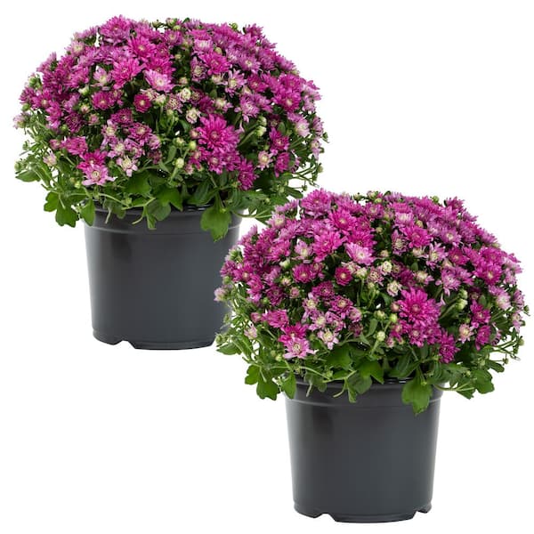 2 Size/waterproof Flower Carrier/outdoor Plant Carrier/flower