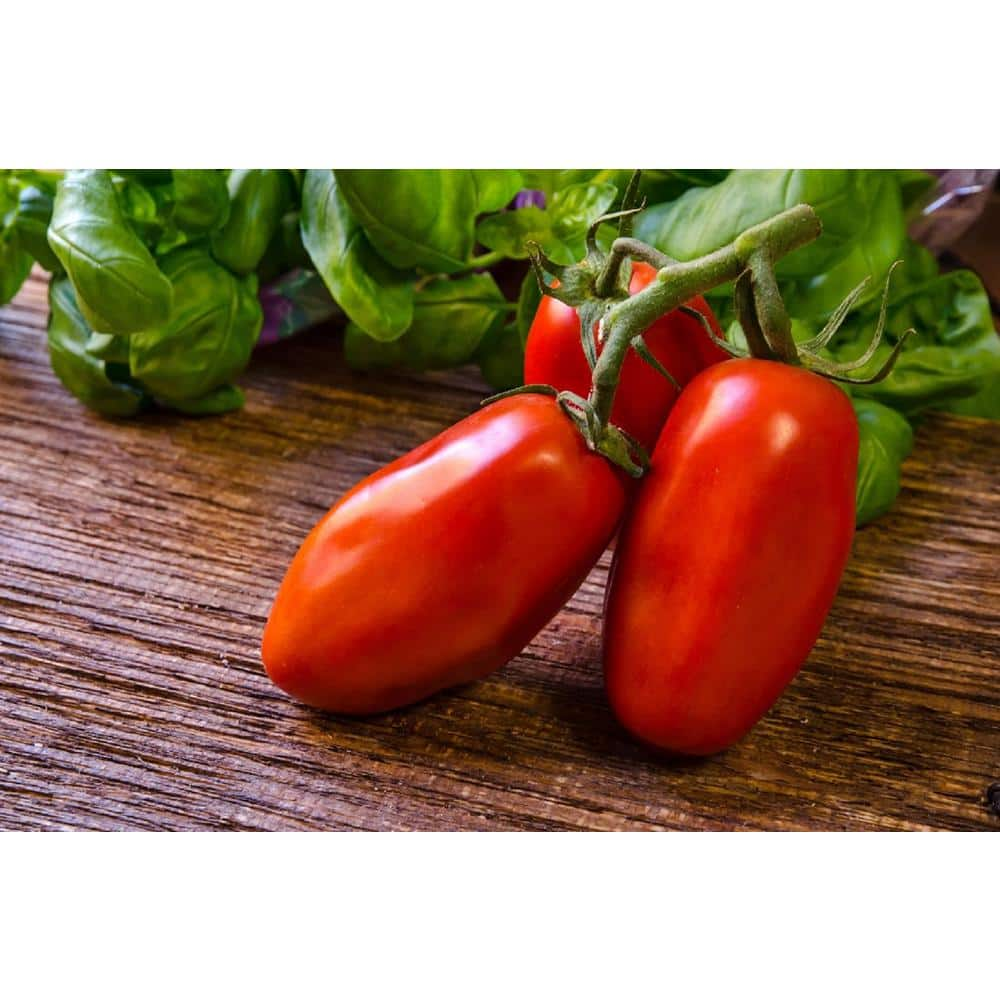 Burpee 4 In. San Marzano Heirloom Tomato Fruit Plant (6-pack 