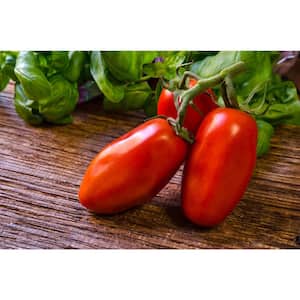 4 In. San Marzano Heirloom Tomato Fruit Plant (6-Pack)