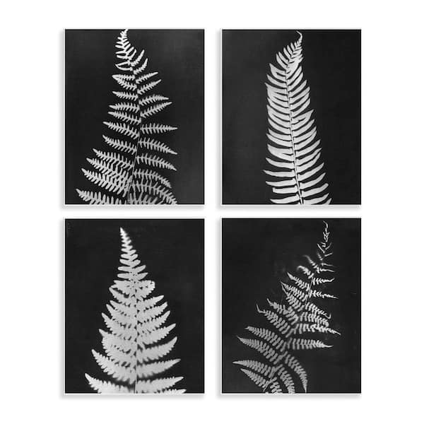 Stupell Industries Monochrome Fern Impressions by Connie Resch 4 Pieces Unframed Nature Graphic Art Print 14 in. x 11 in.