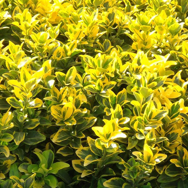 national PLANT NETWORK 2.25 Gal. Euonymus Golden Flowering Shrub