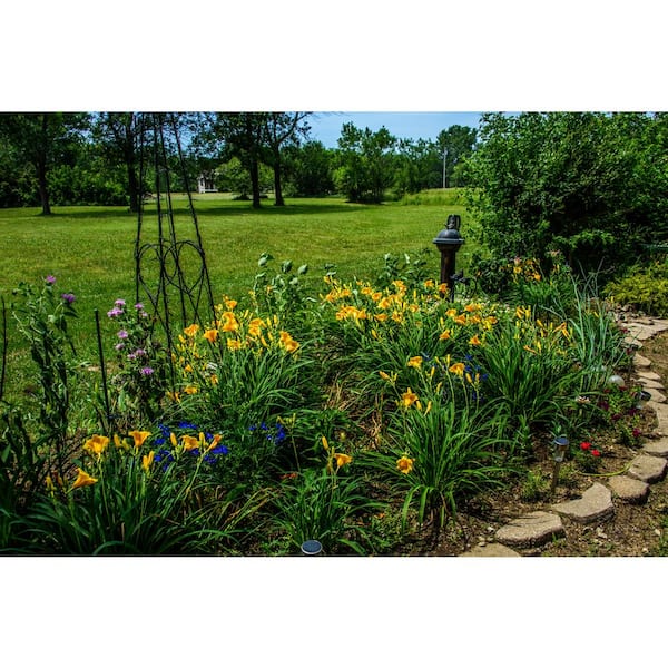BELL NURSERY 3 Gal Stella d'Oro Dwarf Daylily (Hemerocallis) Live