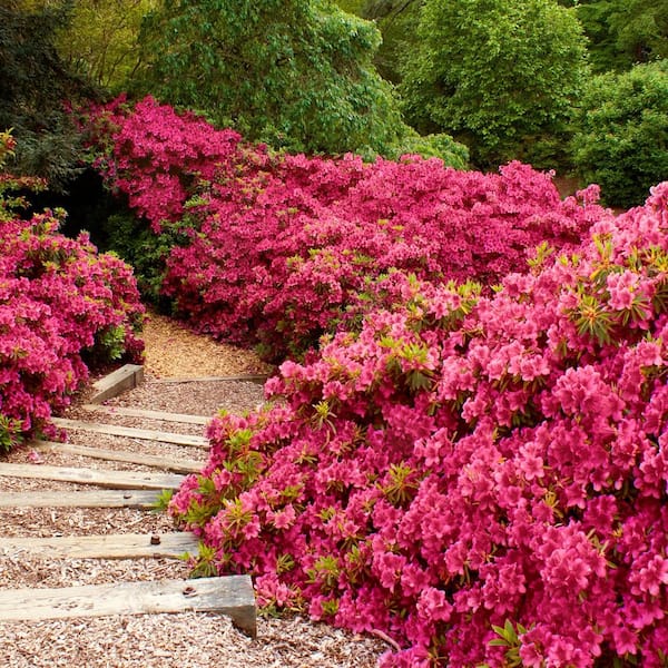 national PLANT NETWORK 2.25 Gal. Hinode Giri Azalea Plant with