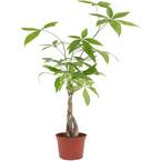 Pachira Aquatica Money Tree in 6 in. Grow Pot, Live Indoor/Outdoor Houseplant