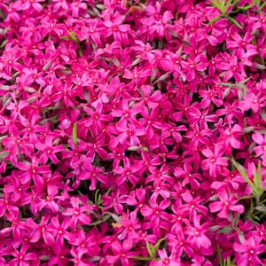 2.50 Qt. Pot, Scarlet Flame Creeping Phlox, Flowering Groundcover Potted Perennial Plant (1-Pack)