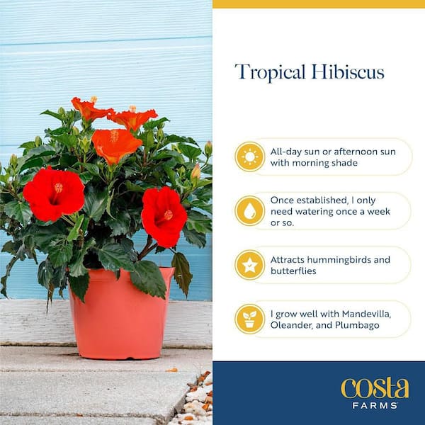 Vigoro 1G Hibiscus Premium Red Patio Shrub in Deco Pot SL00052319